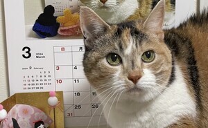 【奇跡の一枚】これ、どうなってるの?-混乱必至の猫写真に驚きの声殺到「トリックアート感がすごい!」「にゃんだふる」