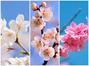 わかる??? 「桜と梅と桃」の違い- ウェザーニュース公開のイラストを見れば即解決!