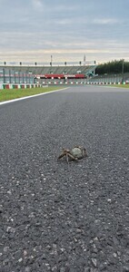 【シュールだw】鈴鹿サーキットにあの生き物が…?「無料でF1観戦できるから羨ましいです…」「敷地内に水路と池が結構あるのね…」