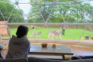 「ブリリアントヴィレッジ日光」、桜と星空の下で愛犬とグランピングできるお花見プラン登場! 