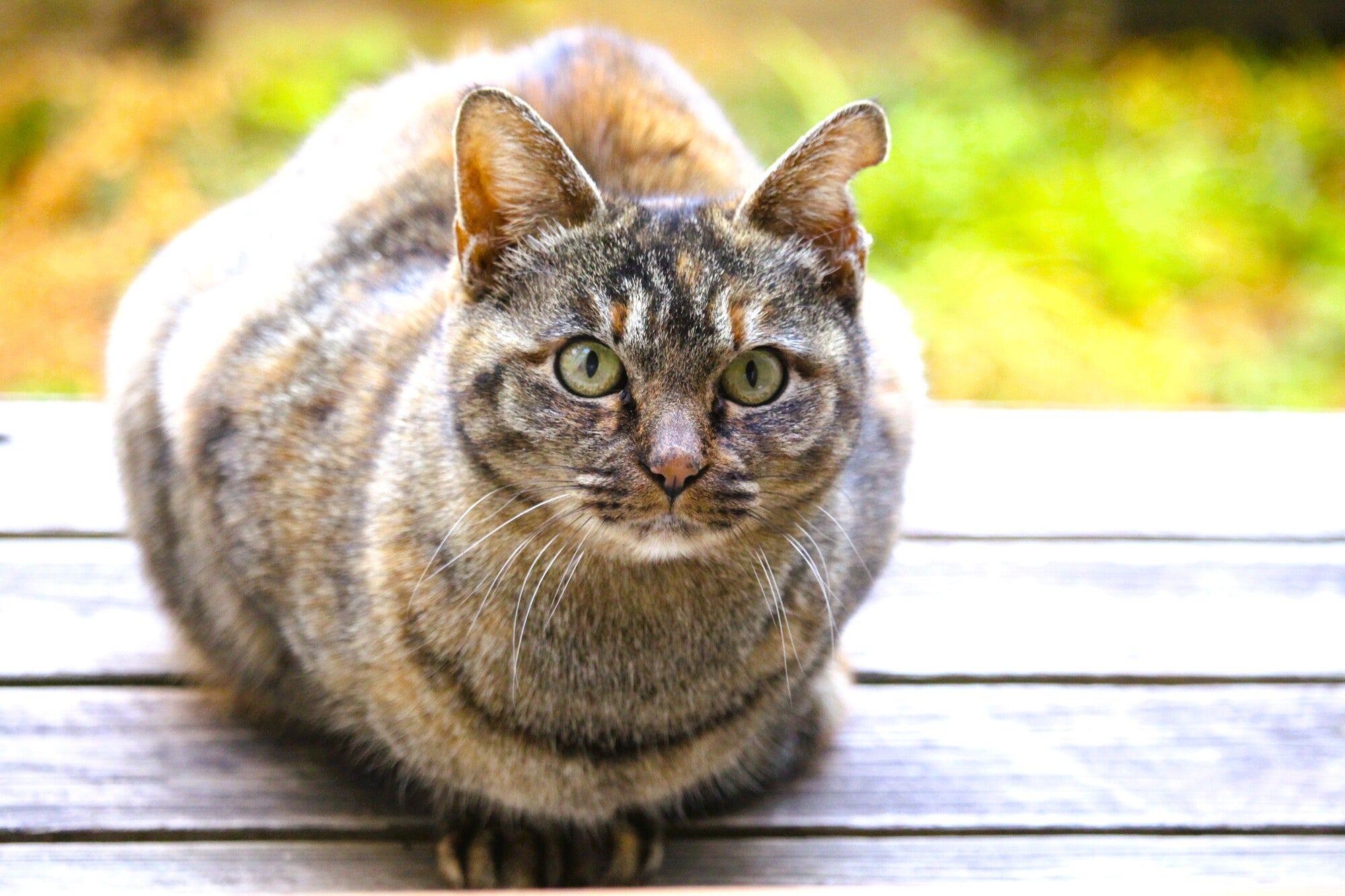 吾輩は猫である(夏目漱石)のあらすじを短く/章ごとに紹介! 感想や物語