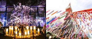 150ｍの夜景に広がる“満開の桜”、333匹の鯉のぼり・さんまのぼり…「東京タワー」春のイベントに注目！