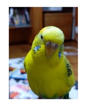 【防災対策】警視庁が「鳥と避難する方法」を公開 - いつものあれがキャリーバッグに変身!
