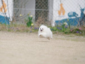 【飛行犬】うきうきで走るポメに「こんなにかわいいことがあっていいのか」「綿毛の妖精」「最高すぎる」と癒される人続出!!