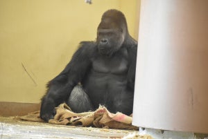 コメダが珈琲豆の麻袋を愛知県・東山動植物園に寄贈 - 動物たちの"くつろぎ"のお供に