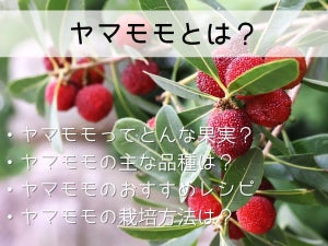 ヤマモモとは？旬な時期・美味しい食べ方・保存方法など