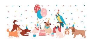犬・猫の飼育者8割超が「ペットの誕生日」をお祝い - 何をする?