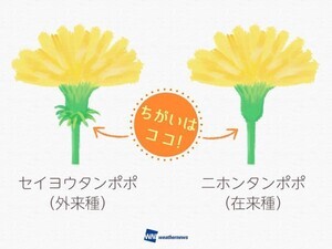 【知ってた?】西洋タンポポと日本タンポポの見分け方 -「知らなかった」「八王子はほぼ外来種」の声