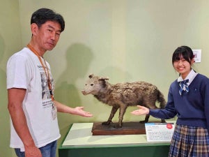 小学4年生が見抜いた“謎の標本”はニホンオオカミ! 科博「大哺乳類展3」に日本で4体目の貴重な剥製が追加展示