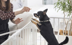 群馬県・白井屋ホテルに愛犬とアートステイを楽しむ「ドッグフレンドリールーム」が登場