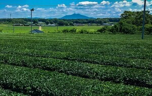 茨城県坂東市のふるさと納税返礼品「さしま茶＆お菓子」6選