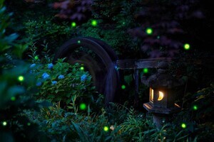 【幻想的な風景】ホテル椿山荘東京「ほたるの夕べ」が70周年-都心の庭園にゆらめく蛍の光に酔いしれ、イブニングハイティーに魅了された