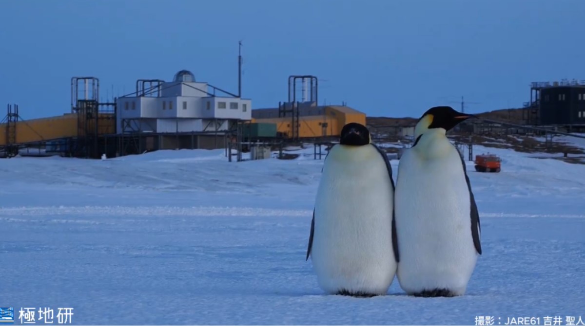 ほっこり】南極・昭和基地に仲良しペンギン現る! -「むっちゃかわいい」「永遠に見ていられる…」と8.7万いいね集まる | マイナビニュース