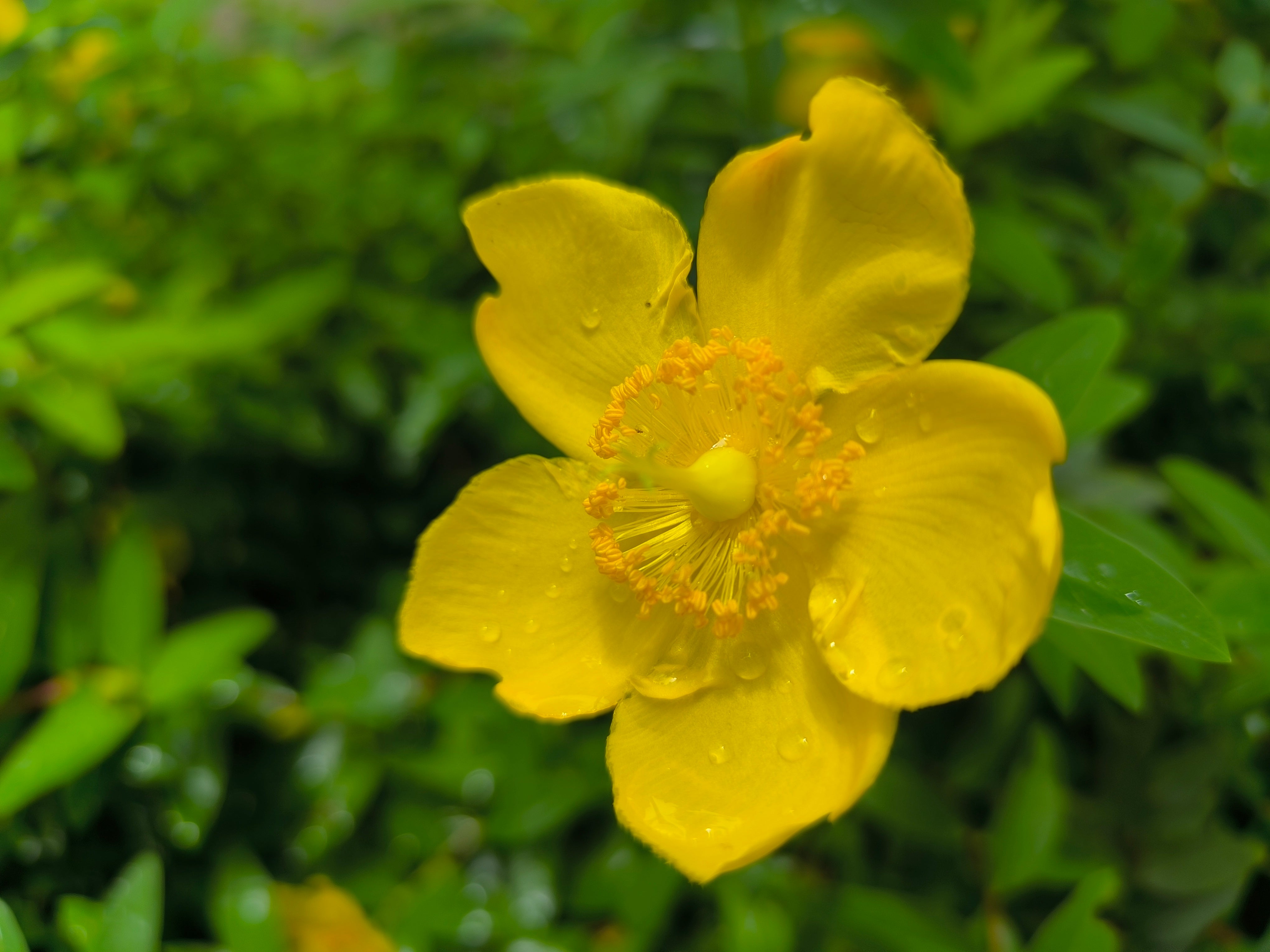 花の撮影例