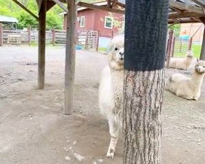 【ジワる】釧路市動物園、職員と遊んであげるアルパカが可愛すぎ -「なんだこの穏やかでかわいい遊びは! 」と8.9万いいね集まる