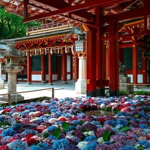 【色鮮やか】あじさいでいっぱいの花手水が美しすぎる! 福岡県・太宰府天満宮がXで話題に