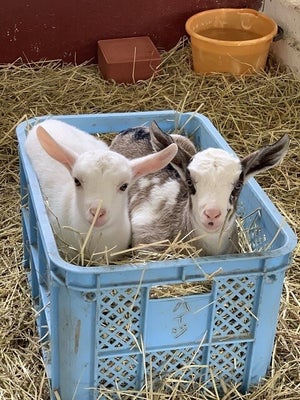 【可愛いからヨシ!】北海道・ハイジ牧場で2匹の子ヤギがすっぽり -「な、なに!? この可愛さは!」「朝から癒されました」と6.5万いいね集まる