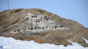 ペンギンは想像以上に足が速い!? - 南極で追いかけっこする姿に「めちゃめちゃ足はやいやん」「3秒に1回くらいコケるの可愛い」の声