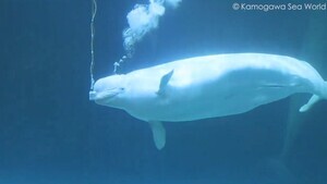 【美声】「海のカナリア」とも呼ばれるベルーガの鳴き声ってどんなの? - 千葉県・鴨川シーワールド公式Xの投稿が話題