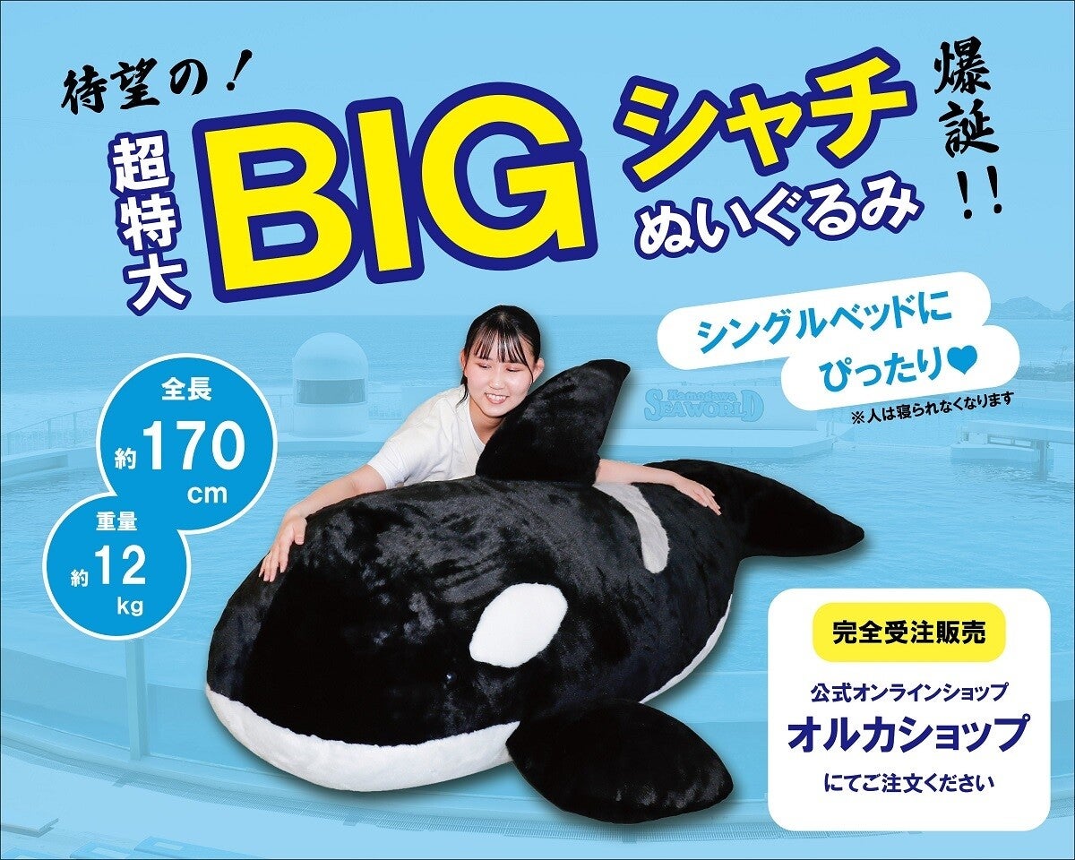 デカい】全長約170cmの「BIGシャチぬいぐるみ」鴨川シーワールドが受注販売スタート - 価格も超BIG!!：マピオンニュース