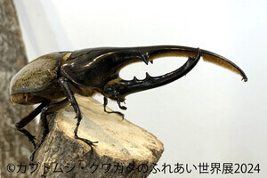 東京都・浅草で「カブトムシ・クワガタのふれあい世界展」が開催