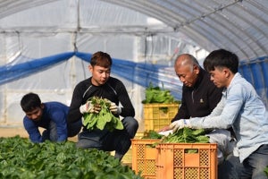 北海道の北農5連、「外国人材に特化した」人材サービス会社と業務提携