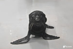 【ずきゅーん】新江ノ島水族館、オットセイの赤ちゃん誕生 -「やばくない??」「こんな!かわいいのか!!!!」