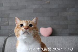東京・浅草橋で「ねこ休み展」夏の本祭が開催 - 9周年記念トレカの配布も