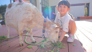 子どもと楽しめる「オールインクルーシブの宿」人気ランキング、1位は山梨県・八ヶ岳のホテル - 楽天トラベル調査