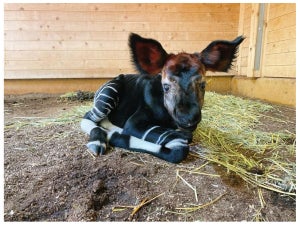 【感動】よこはま動物園「オカピ」の赤ちゃん誕生に、「おめでとうございます!! 国際的&歴史的快挙!!!!」「感動しました(泣)」の声