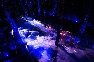 京都府立植物園、“夜に輝く植物の世界”に光と音で没入するイベント「LIGHT CYCLES KYOTO」開催