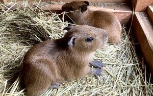 【なでなでしたい】カピバラの三つ子の赤ちゃん誕生! 小さなおててにご注目 - 姫路セントラルパーク