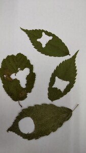 【クイズ】葉っぱを食べたのは誰? - ヒントは"食べた跡"