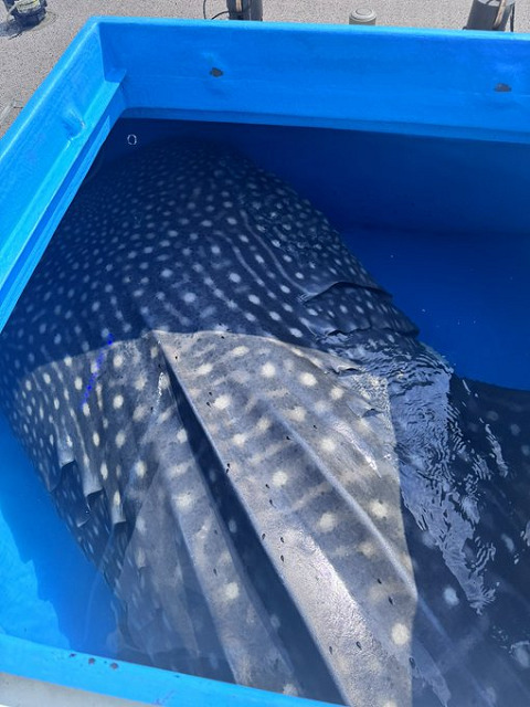 海遊館、ジンベエザメの海くんが入れ替え