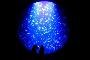 幻想的なクラゲの世界を堪能! 山形県鶴岡市・加茂水族館の魅力とは? ふるさと納税返礼品で市内に宿泊も
