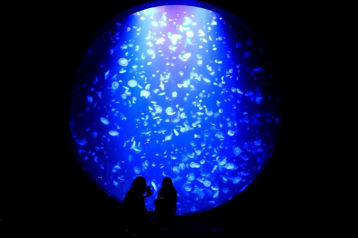 幻想的なクラゲの世界を堪能! 山形県鶴岡市・加茂水族館の魅力とは? ふるさと納税返礼品で市内に宿泊も