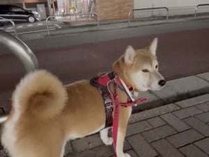 【柴犬】半年前に撫でてくれたおじさんを今も探す健気な姿に「泣ける」「愛おしい」の声