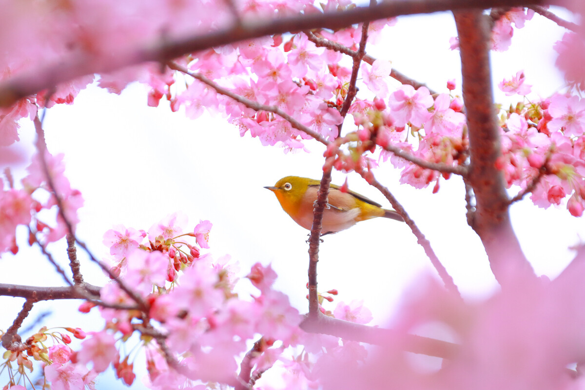 五千本の桜に一足早い春を感じる、大分県津久見市のお祭りとは? ふるさと納税返礼品でイルカ島へも