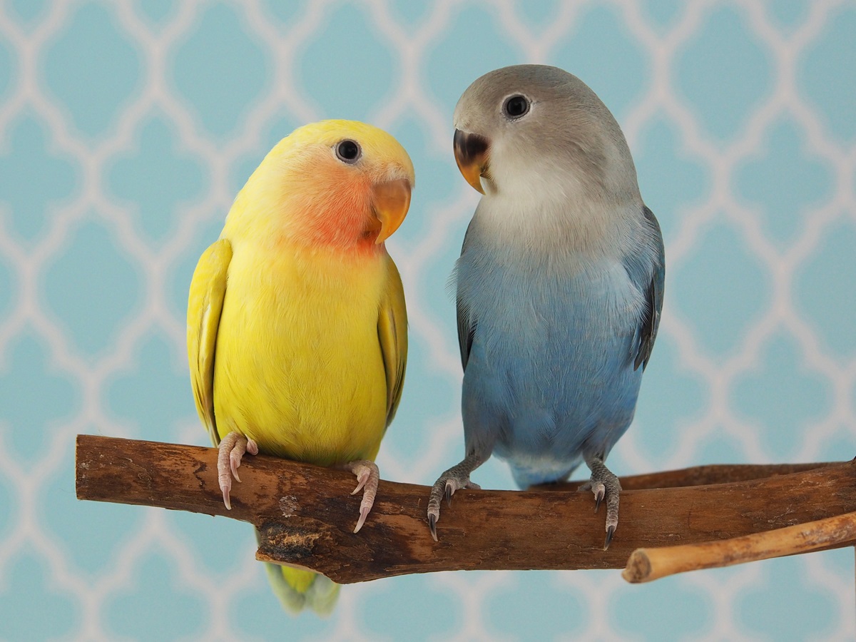 かわいい鳥の名前【おしゃれ編】