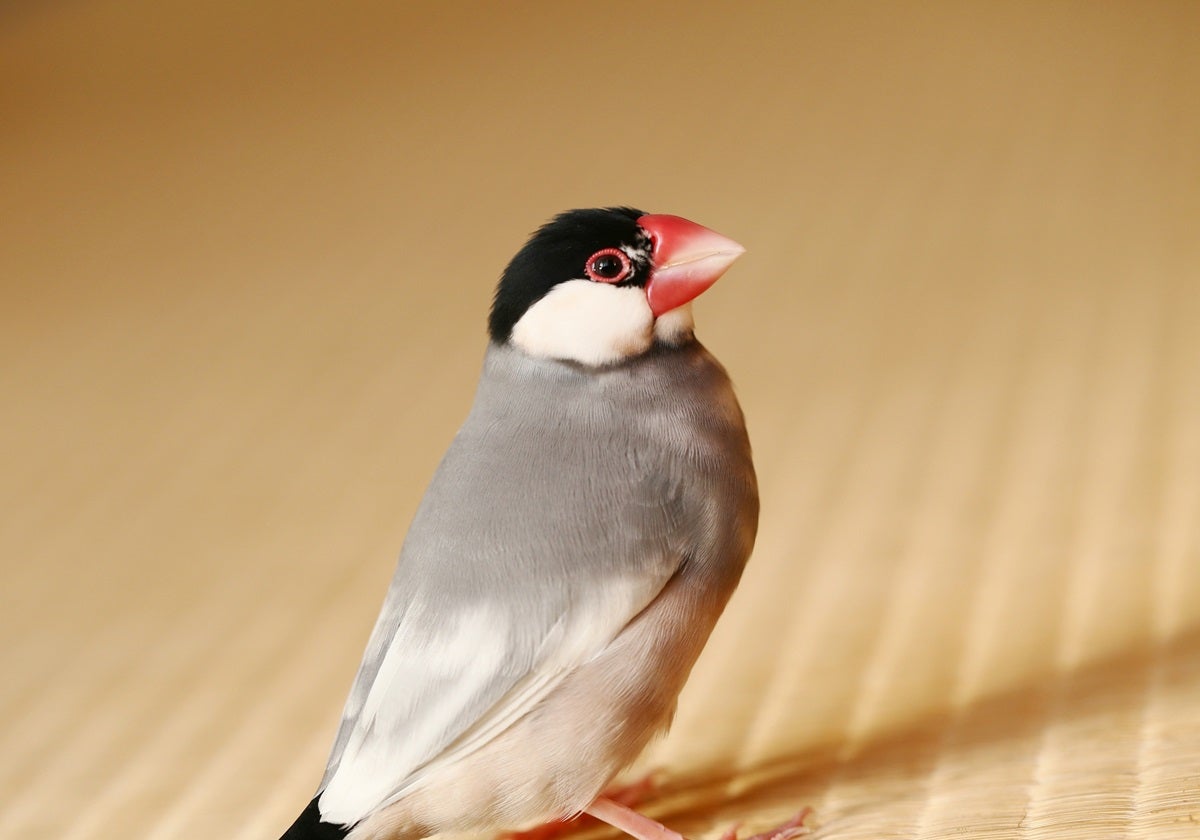 かわいい鳥の名前【和風編】