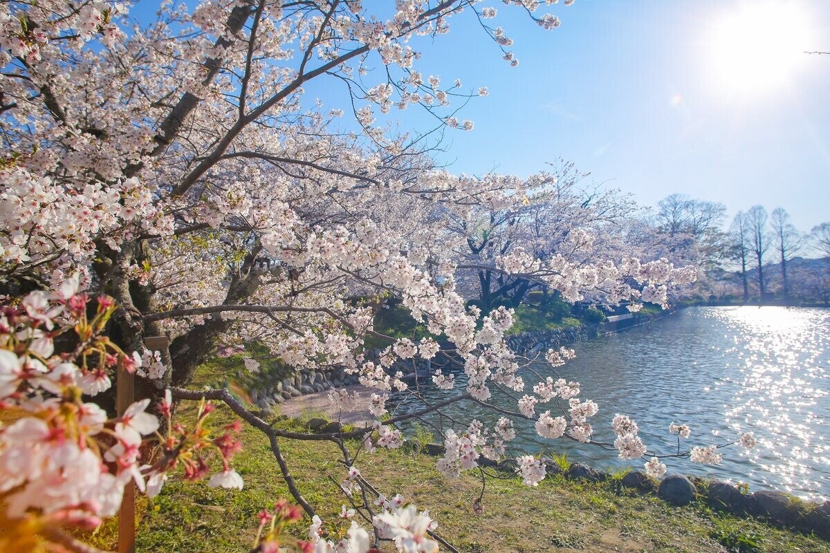 【佐賀県小城市】三千本の桜が咲き誇る歴史ある公園の魅力、人気のふるさと納税返礼品とは?