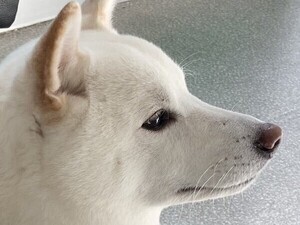 【キラキラ】動物病院で目を輝かせる柴犬が話題に!「う、美しい」「大和撫子っぽい」その理由とは?