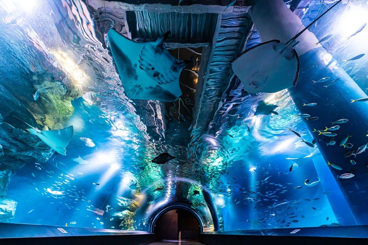 東京の雨の日デートにおすすめのスポット【水族館編】