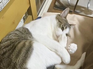 【スン…】自分の足を嗅いだ猫。その表情に「えっ…なにこれ…になってる笑」「何とも言えないお顔」の声!