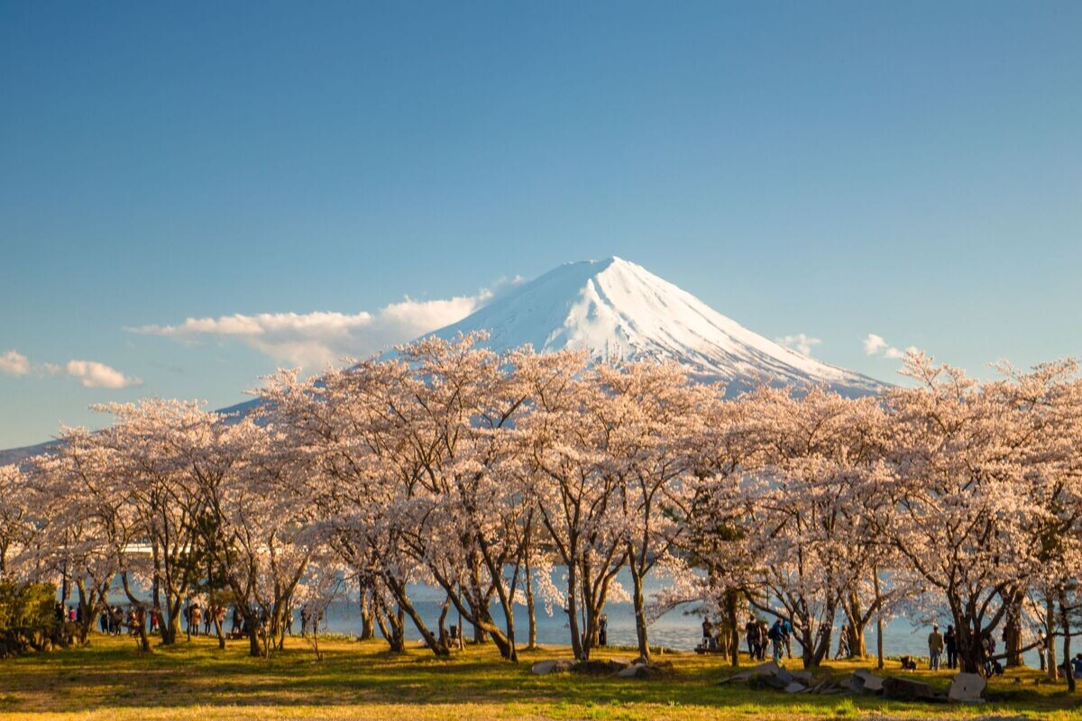桜と富士と湖の華麗なコラボを楽しめるまつりとは? 山梨県富士河口湖町のふるさと納税返礼品で食事券も