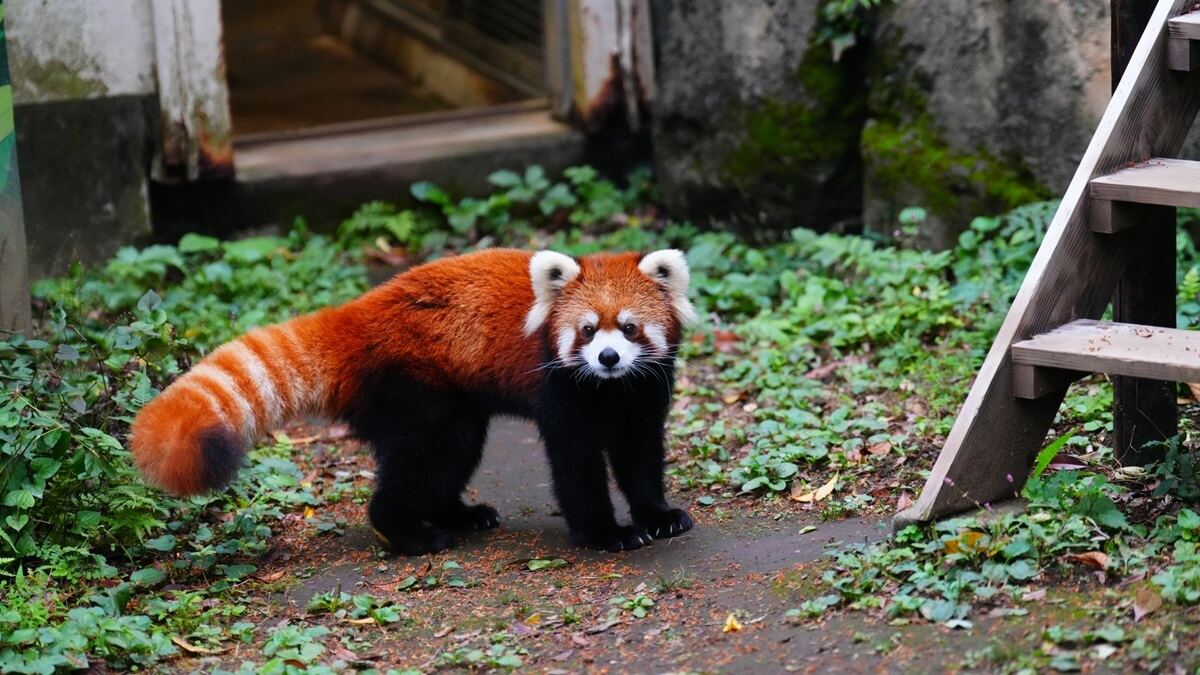 江戸川区自然動物園