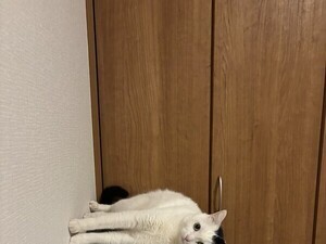 重力どこいった!? 不思議な猫の姿に一同騒然!!「脳がバグる」「スパイダーにゃん」「なにこれかわいい」