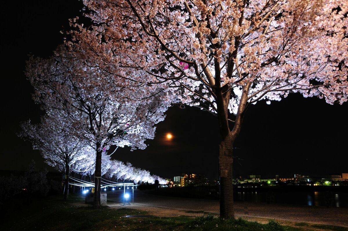 桜のトンネルにクラフトビール試飲会もあるお祭りとは? 大阪府大阪狭山市のふるさと納税返礼品で桜染めも