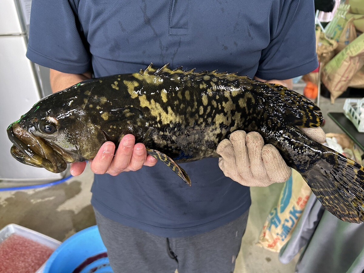 まちの水産業を守りたい! 希少な高級魚の養殖に取り組む宮崎県都農町のふるさと納税寄附金の使い道とは?