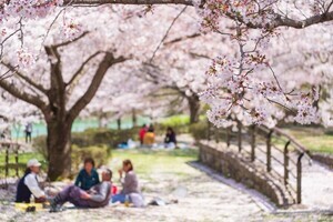 全国の注目お花見スポットランキング、1位は? - 2位東京都・浮間公園、3位静岡県・三嶋大社【Yahoo!検索のビッグデータで分析】